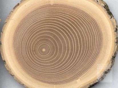 Характеристики древесины дуба